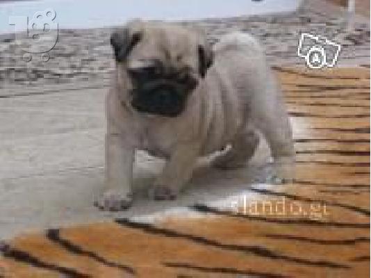 PoulaTo: Pug (mops)